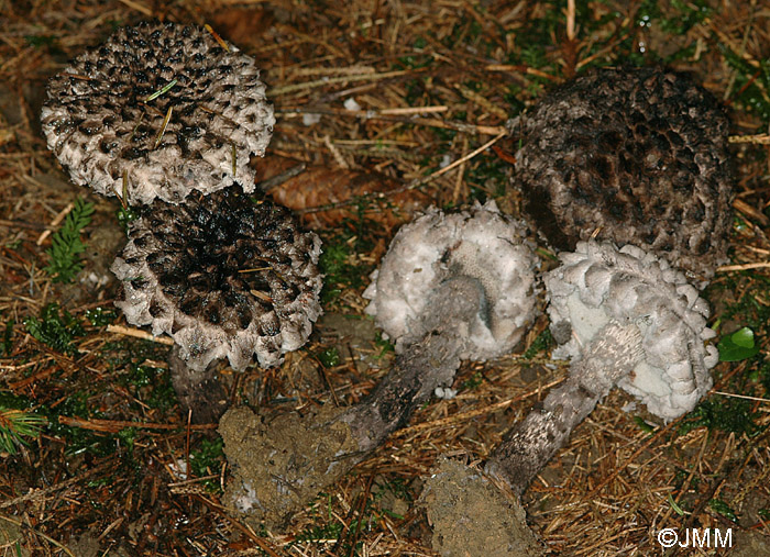 Strobilomyces strobilaceus