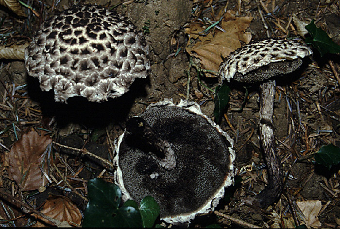 Strobilomyces strobilaceus