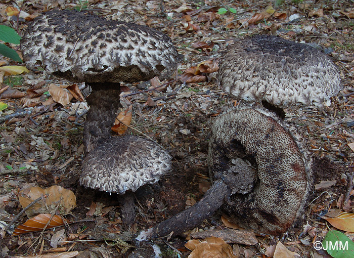 Strobilomyces strobilaceus