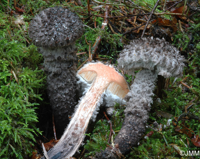 Strobilomyces strobilaceus