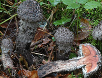 Strobilomyces strobilaceus