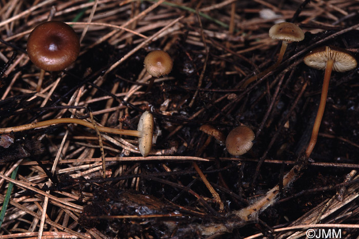 Strobilurus stephanocystis sur Pinus Laricio