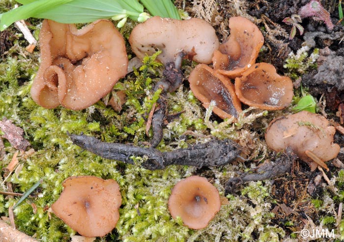 Stromatinia rapulum sur rhizome de Polygonatum multiflorum