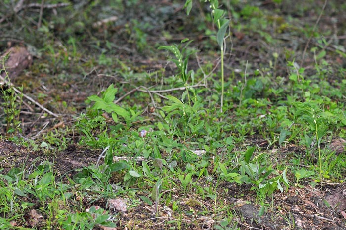 Station  Stromatinia rapulum avec Polygonatum multiflorum