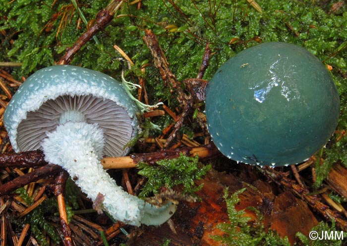 Stropharia aeruginosa