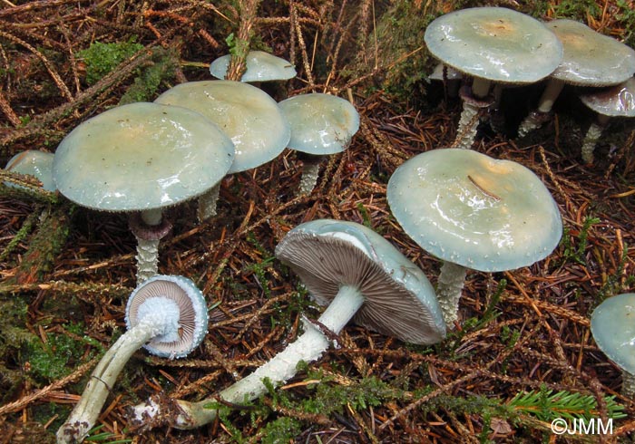 Stropharia aeruginosa