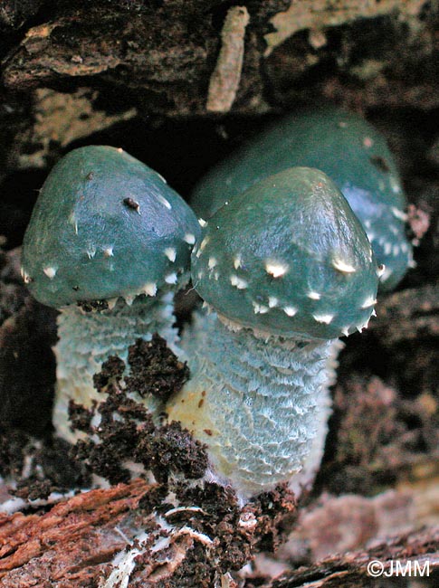 Stropharia aeruginosa