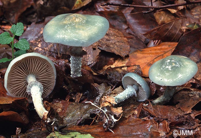 Stropharia aeruginosa