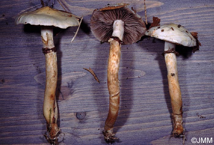 Stropharia albonitens