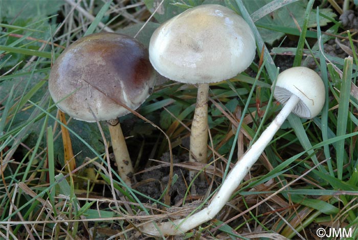 Stropharia albonitens