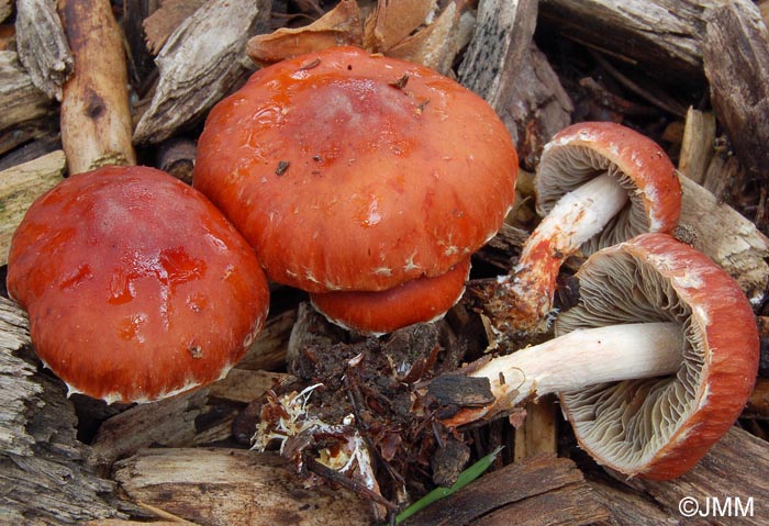 Stropharia aurantiaca = Leratiomyces ceres