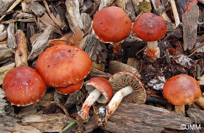 Stropharia aurantiaca = Leratiomyces ceres