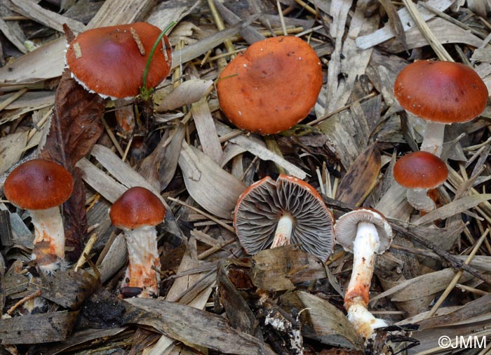 Stropharia aurantiaca = Leratiomyces ceres