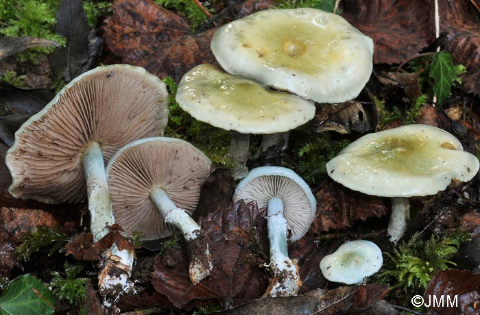 Stropharia caerulea