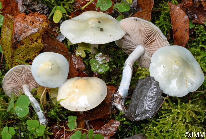 Stropharia caerulea