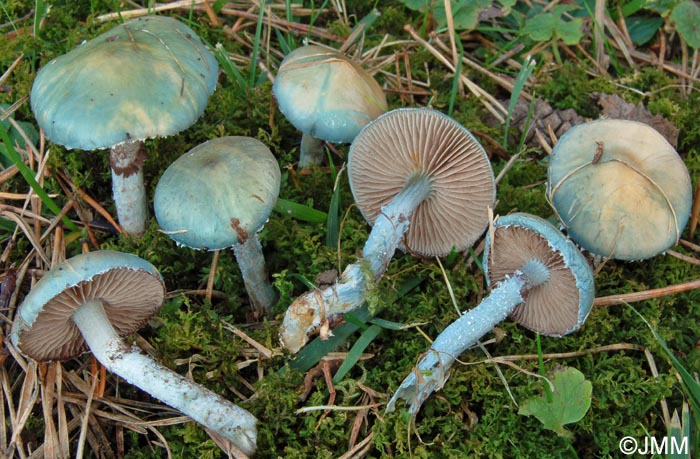 Stropharia caerulea