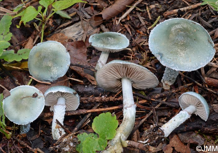 Stropharia caerulea