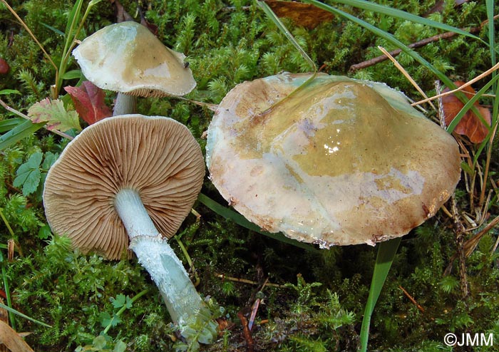 Stropharia caerulea