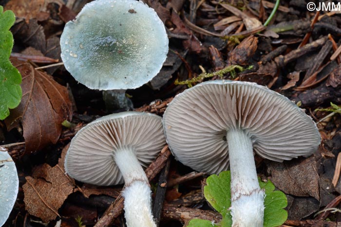 Stropharia caerulea