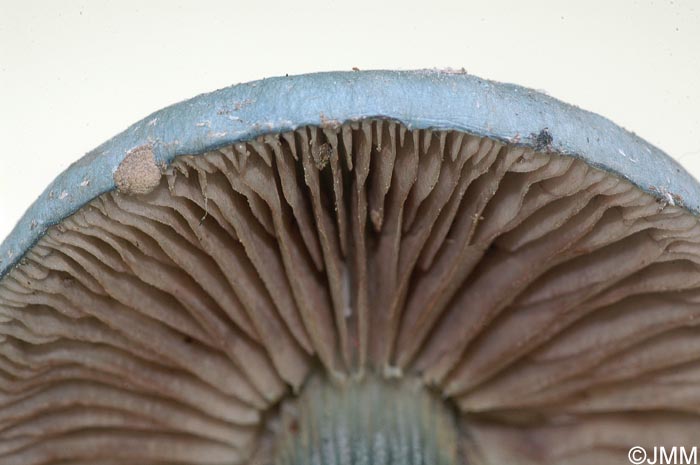 Stropharia caerulea