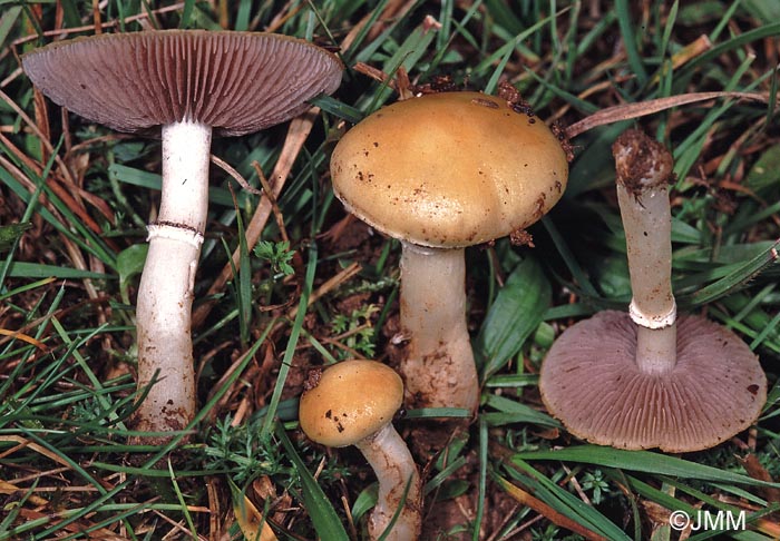 Stropharia coronilla