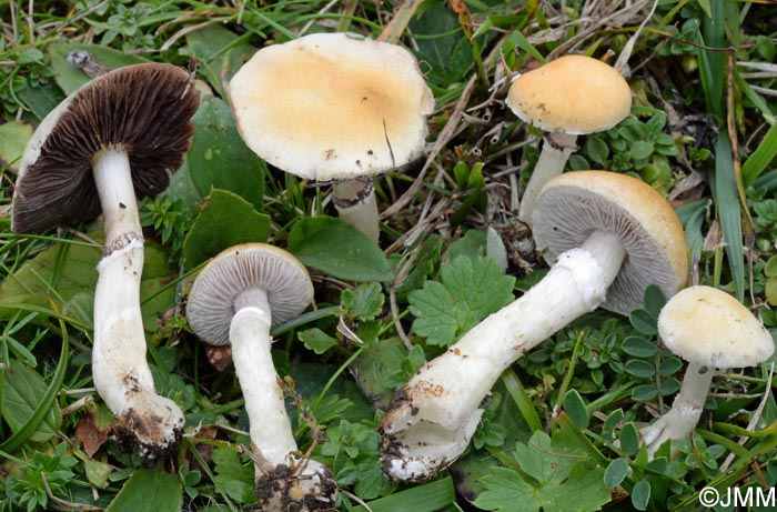 Stropharia coronilla