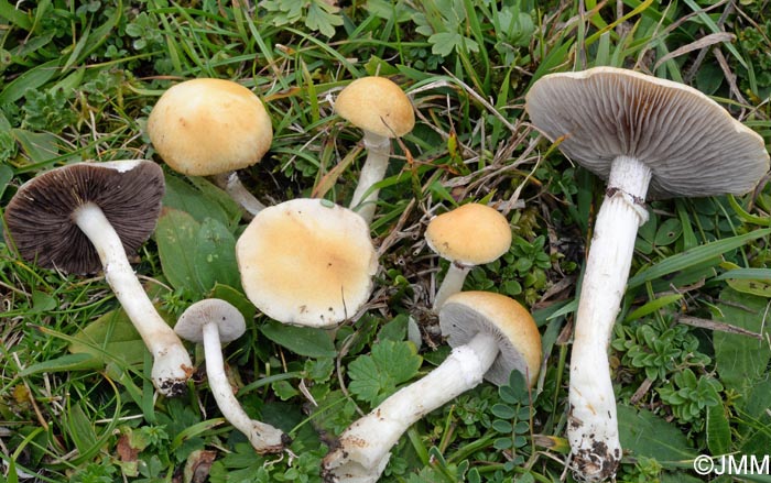 Stropharia coronilla