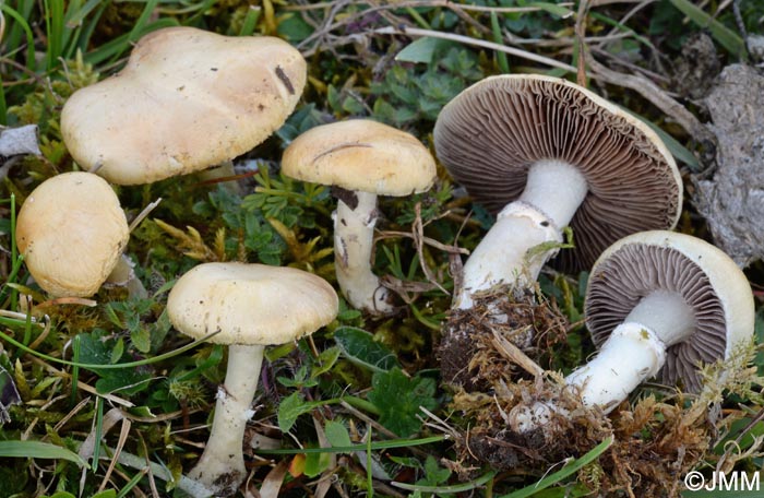 Stropharia coronilla