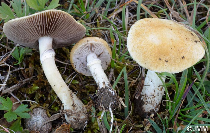 Stropharia coronilla