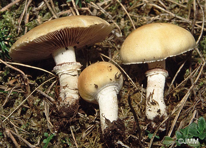 Stropharia coronilla