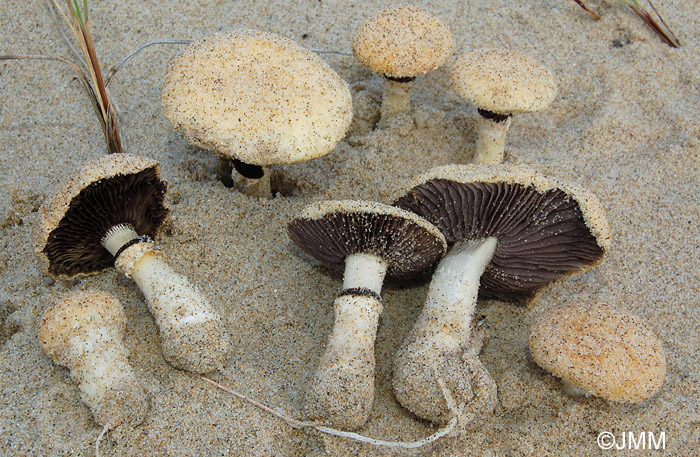 Stropharia halophila