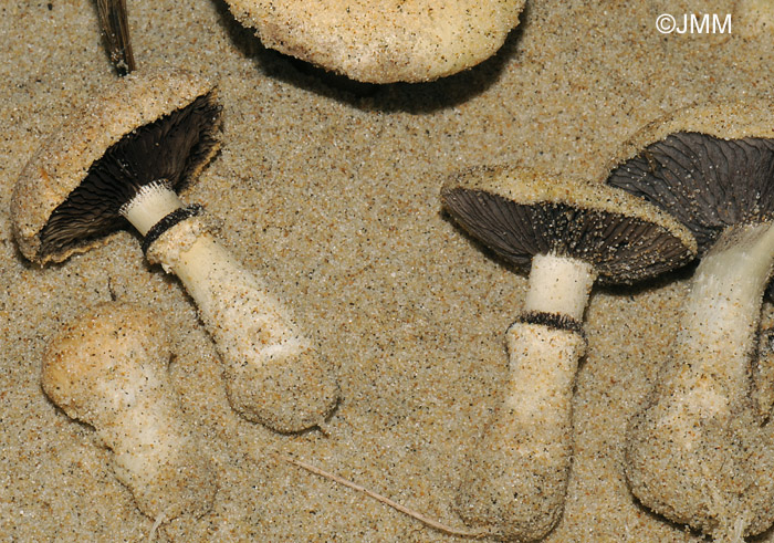 Stropharia halophila