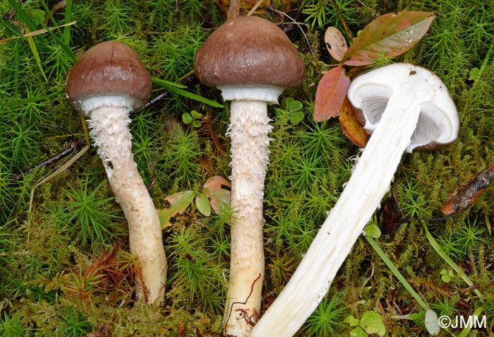 Stropharia hornemannii