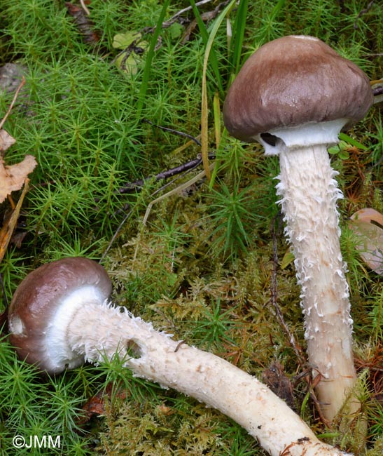 Stropharia hornemannii