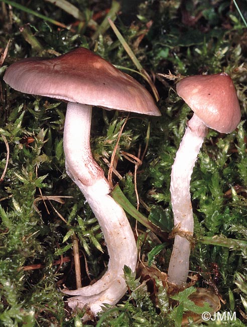 Stropharia inuncta