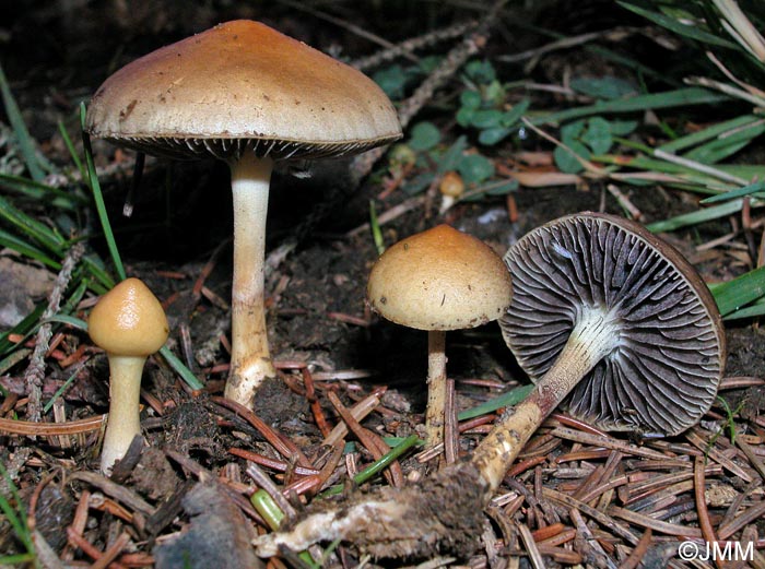 Stropharia percevalii = Leratiomyces percevalii