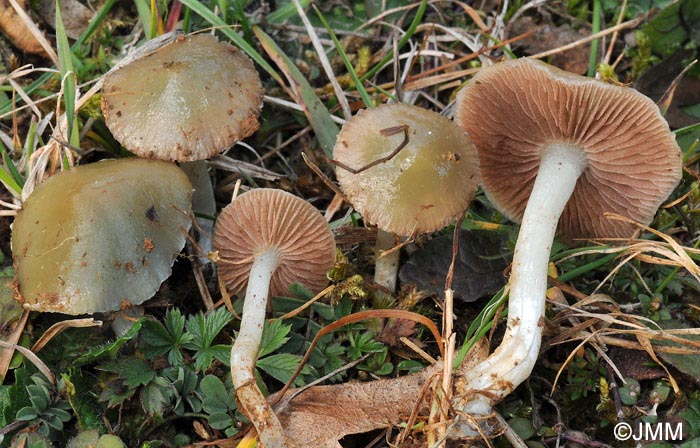 Stropharia pseudocyanea = Stropharia ochrocyanea