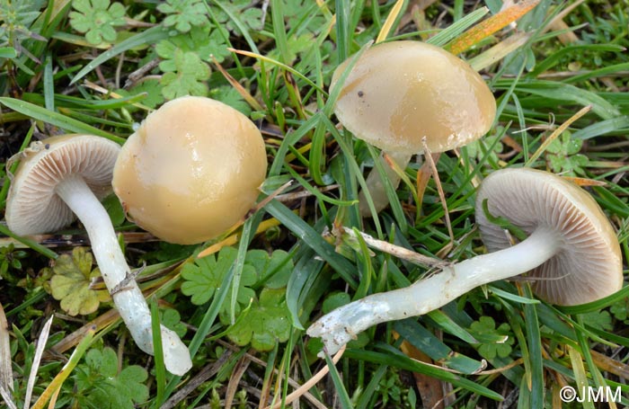 Stropharia pseudocyanea = Stropharia ochrocyanea