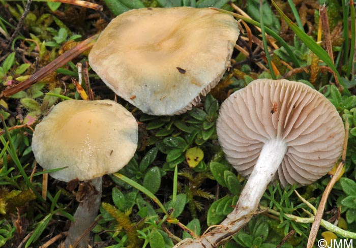 Stropharia pseudocyanea = Stropharia ochrocyanea