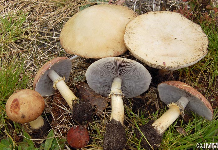 Stropharia rugosoannulata