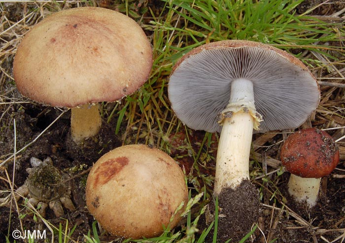 Stropharia rugosoannulata