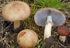 Stropharia rugosoannulata