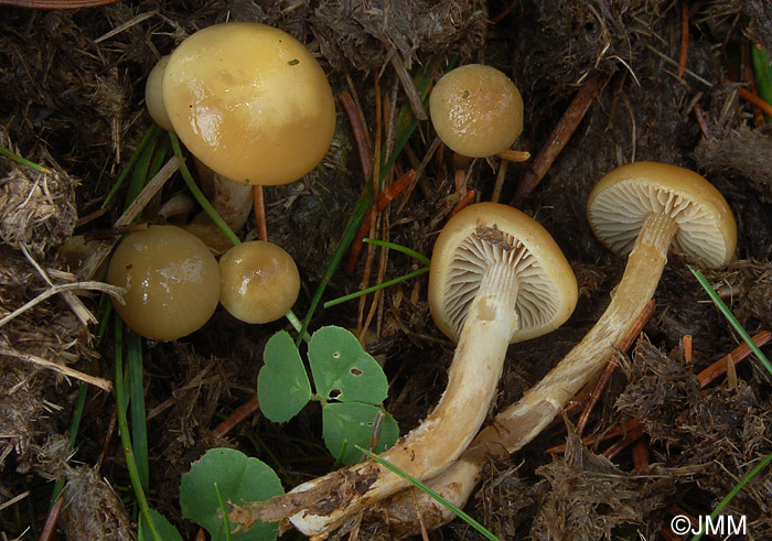 Stropharia semiglobata = Protostropharia semiglobata