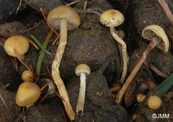 Stropharia semiglobata = Protostropharia semiglobata