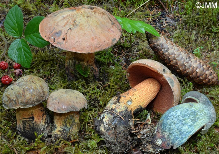 Boletus luridus = Suillellus luridus