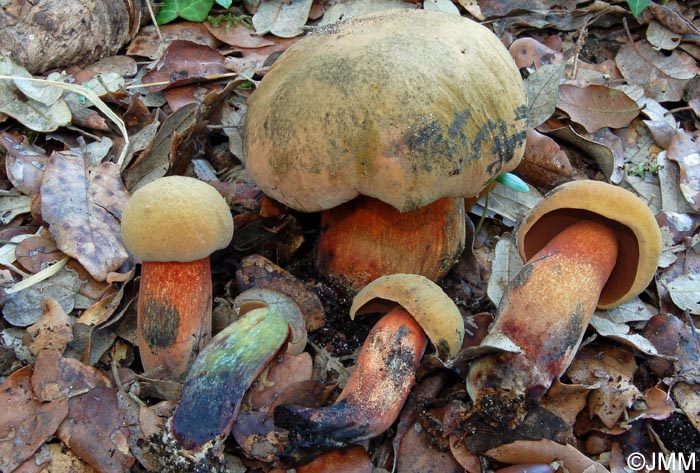 Boletus mendax = Suillellus mendax