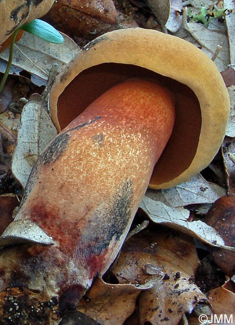 Boletus mendax = Suillellus mendax