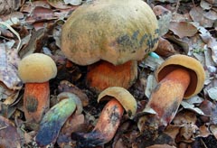 Boletus mendax