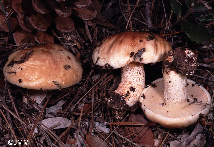 Suillus bellini