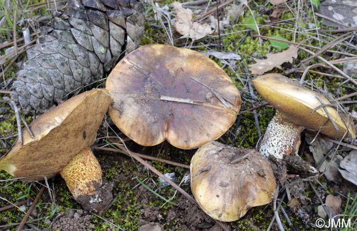 Suillus bellini